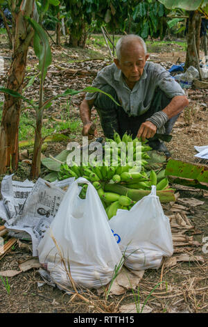 Bananen aus einem traditionellen Obstgarten, Johor, Malaysia Stockfoto