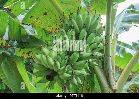 Bananen aus einem traditionellen Obstgarten, Johor, Malaysia Stockfoto