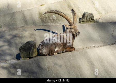 Steinbock entspannende Zoo Stockfoto