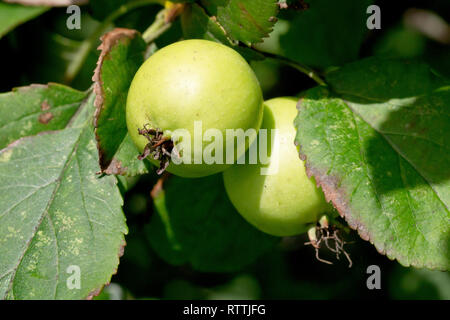 Holzapfel (Malus sylvestris), in der Nähe von ein paar Äpfel Reifezeit im Herbst Sonnenschein.. Stockfoto