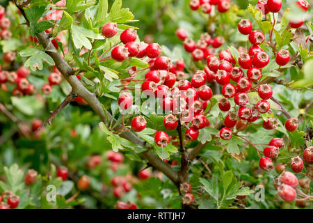 Weißdorn, Weißdorn oder Mai-Baum (Rosa moschata), in der Nähe eines Clusters von reifen roten Beeren oder Haws. Stockfoto