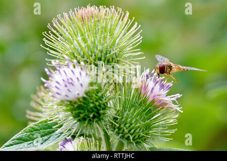 Weniger Klette (arctium Minus), in der Nähe eines Clusters von Blüten mit einem Hoverfly Fütterung auf einer von ihnen. Stockfoto