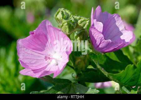 Moschus Malve (Malva moschata), in der Nähe von ein paar Blumen. Stockfoto