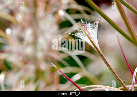 Rosebay Weidenröschen (Epilobium angustifolium, auch chamerion Angustifolium oder chamaenerion), eine hinterleuchtete Nahaufnahme eines Seed pod offen teilen. Stockfoto