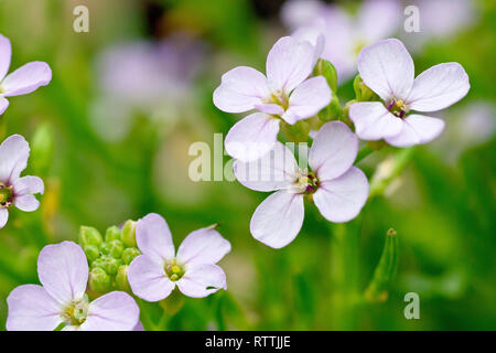 Meer-Rakete (cakile maritima), in der Nähe von einem blühenden Stengel von vielen. Stockfoto