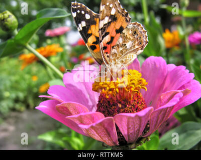 Monarch Butterfly Feeds auf dem rosa Zinnia Blume im Sommer Tag Stockfoto