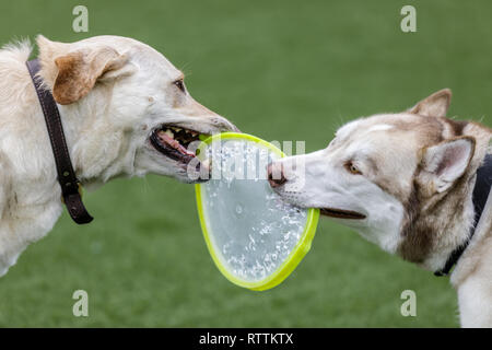 Labrador Retriever und sibirischen Husky spielen mit einem Flying Disc. Stockfoto