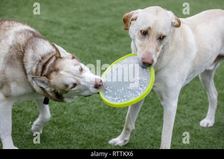 Labrador Retriever und sibirischen Husky spielen mit einem Flying Disc. Stockfoto