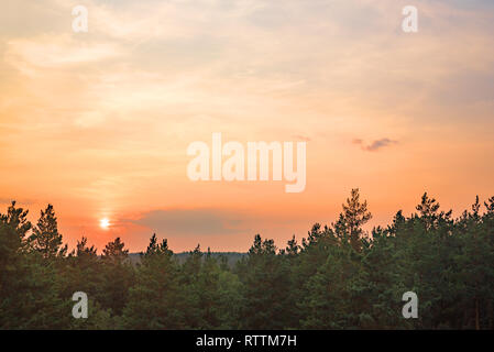 Schönen Sonnenuntergang über einem Pinienwald, Luftbild. Farbenfrohe Sommer Sonnenuntergang, ruhige Saison Landschaft. Stockfoto