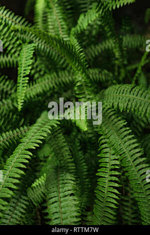 Grünen Farnblätter Hintergrund. Wilden Wald fern Bush, Sommer grünen Farnblätter abstraktes Muster, selektive konzentrieren. Stockfoto