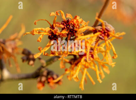Nahaufnahme von Hamamelis Blumen. Winter blühender Strauch. Stockfoto