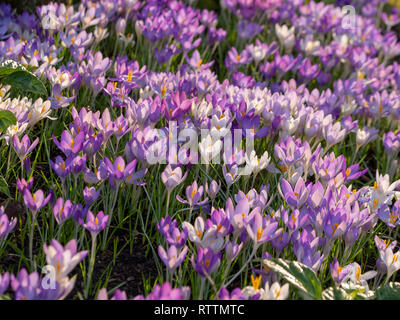 Hintergrundbeleuchtung weiss und lila Krokusse Blumen. Stockfoto