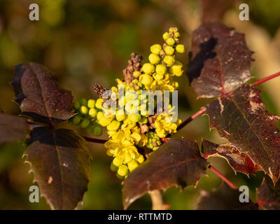 Nahaufnahme der gelben Blüten von mahonia Wagneri "Pinnacle". Stockfoto
