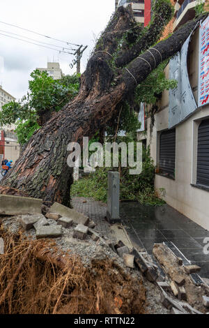 Sturm der Saison in Sao Paulo kann eine Menge Schaden verursachen, als Beweis von diesem Baum, die auf einem Gebäude fiel, und mit ihm die meisten der Gehweg. Stockfoto