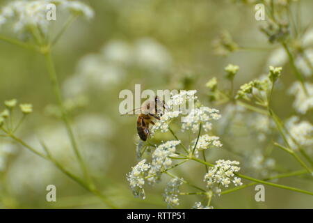 Westliche Honigbiene auf Nahrungssuche Stockfoto