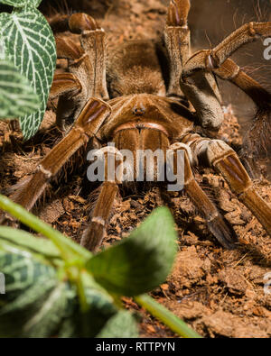 Spider Exponat auf der Royal Botanical Gardens, 2019-02-24 als Goliath birdeater Tarantula (Theraphosa blondi Eine) selbst zeigt. Stockfoto