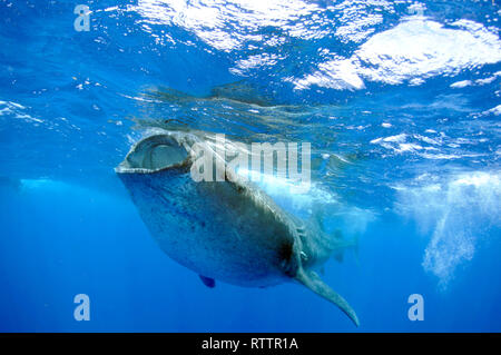 Der Walhai, der Firma IPCON Typus, Quintana-Roo, Mexiko, Karibik Stockfoto