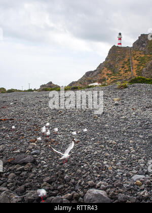 Möwen auf Kiesstrand Kiesstrand unterhalb Cape Palliser Leuchtturm, Palliser Bay, Wairarapa, Neuseeland Stockfoto