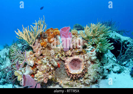 Bunte Korallenriffe und Schwämme, Cozumel, Quintana-Roo, Mexiko, Karibik Stockfoto