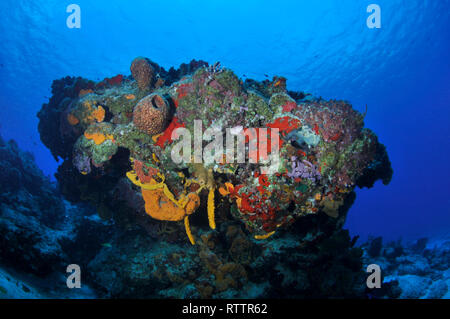 Bunte Korallenriffe und Schwämme, Cozumel, Quintana-Roo, Mexiko, Karibik Stockfoto