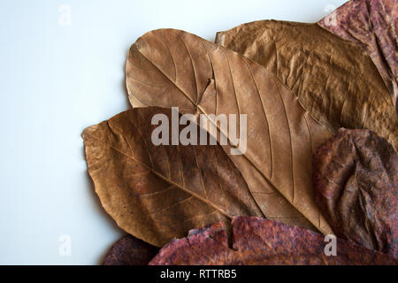 Bronze getrocknete Blätter Herbarium auf weißem Hintergrund Stockfoto