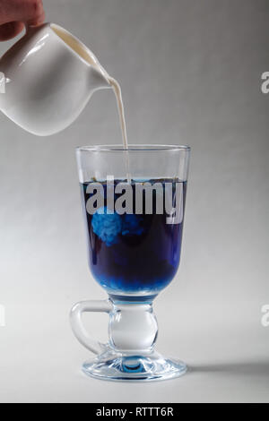 Schütte die Milch in eine Tasse blau Butterfly pea Kaffee Anchan auf grauem Hintergrund. Blaue Thai Tee und Milch gemischt. Stockfoto