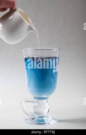 Schütte die Milch in eine Tasse blau Butterfly pea Kaffee Anchan auf grauem Hintergrund. Blaue Thai Tee und Milch gemischt. Stockfoto