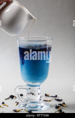 Schütte die Milch in eine Tasse blau Butterfly pea Kaffee Anchan auf grauem Hintergrund. Blaue Thai Tee und Milch gemischt. Stockfoto