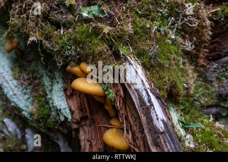 Eine Nahaufnahme von verschiedene braune Pilze wachsen unter einem Verrottenden anmelden, die in Moos bedeckt ist. Stockfoto