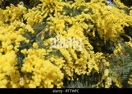 Zahlreiche gelbe Wildblumen am Anfang des Frühlings eingefangen, bei Tageslicht, eingetaucht und in der Mitte dieser vielen schönen Blumen unter Wasser Stockfoto