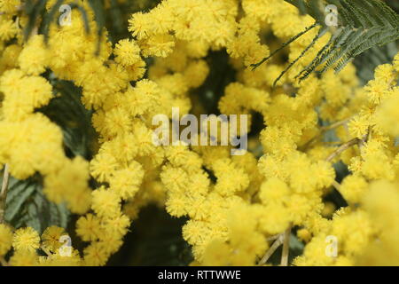 Zahlreiche gelbe Wildblumen am Anfang des Frühlings eingefangen, bei Tageslicht, eingetaucht und in der Mitte dieser vielen schönen Blumen unter Wasser Stockfoto