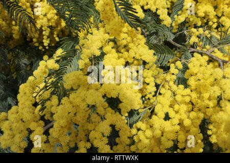 Zahlreiche gelbe Wildblumen am Anfang des Frühlings eingefangen, bei Tageslicht, eingetaucht und in der Mitte dieser vielen schönen Blumen unter Wasser Stockfoto