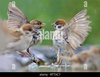 Haussperling Feldsperling und Kampf im Wasser mit Blick auf Flügeln Stockfoto