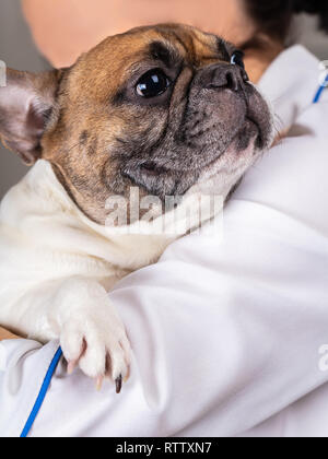 Hund beim Tierarzt Rezeption, Französische Bulldogge Stockfoto