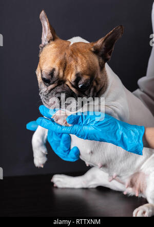 Hund beim Tierarzt Rezeption, Französische Bulldogge Stockfoto