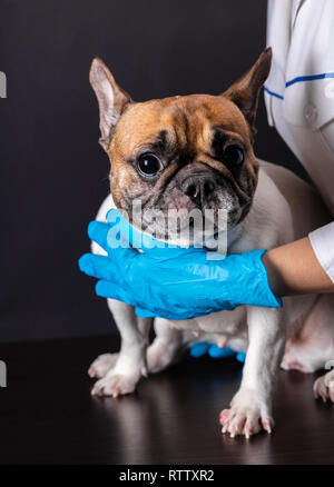 Hund beim Tierarzt Rezeption, Französische Bulldogge Stockfoto