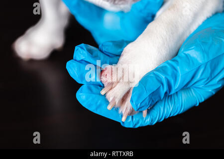 Tierarzt untersucht auf Hund die Pfote closeup Wunde Stockfoto