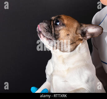 Hund beim Tierarzt Rezeption, Französische Bulldogge Stockfoto