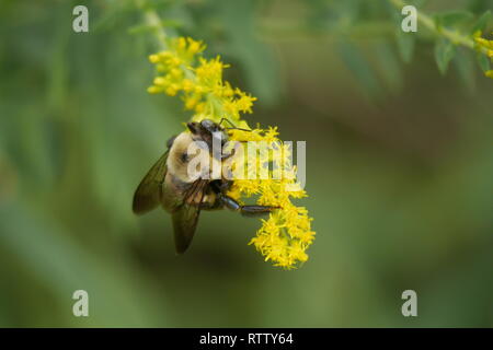 Bee Pollen sammeln - Makro Nahaufnahme - Vermögen Stockfoto