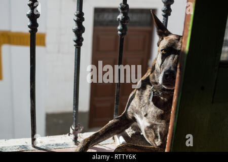 Hund, Katze Wc auf einem Balkon in Granada Albayzín, Spanien Stockfoto