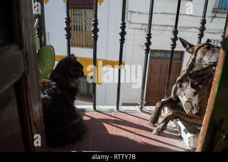 Hund, Katze Wc auf einem Balkon in Granada Albayzín, Spanien Stockfoto