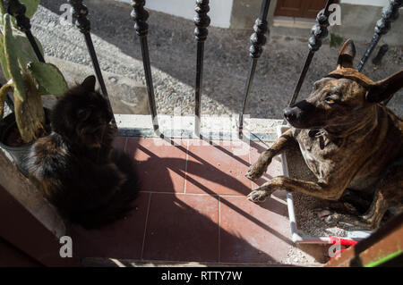 Hund, Katze Wc auf einem Balkon in Granada Albayzín, Spanien Stockfoto