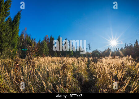 Glade im Herbst Wald bei Sonnenuntergang in der Tschechischen Republik Stockfoto