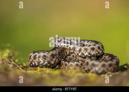 Europäische viper Vipera berus in der Tschechischen Republik Stockfoto