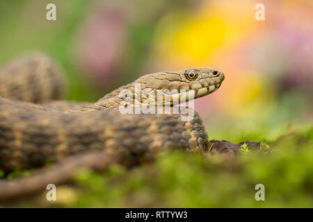 Würfelnatter Natrix tessellata in der Tschechischen Republik Stockfoto