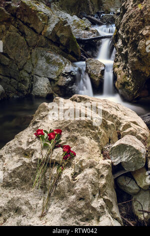 Ein Wasserfall in Kalkofen State Park, Big Sur mit rote Rosen auf Felsen vor Wasserfall platziert, Langzeitbelichtung aus dem Wasser zu glätten Stockfoto