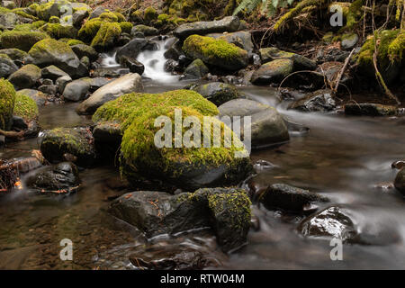 Ein kleiner Wasserfall in Olympic National Park, USA Kaskaden durch Felsen in Moos bedeckt, Langzeitbelichtung aus dem Wasser zu glätten Stockfoto