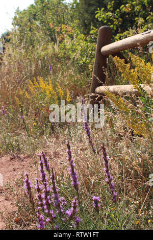 Lila und Gelb Wildblumen wachsen um einen hölzernen Zaun auf die Trading Post Trail in Red Rocks Park, Colorado, USA im Spätsommer. Stockfoto