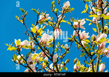 Blüte der Magnolia Bäume gegen den blauen Himmel im Frühjahr Stockfoto