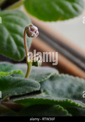 Violette Blume. (Viola). Purpurrote Blütenknospen von Veilchen Saintpaulien. Blütenknospe. Geschlossen rosa-violetten Blüten von Blumen bud mit grünen Blättern umgeben. Stockfoto